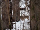 The deer in the woods