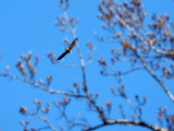 The bald eagle