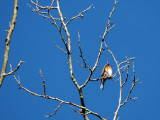 The Bluebird high up above the trail