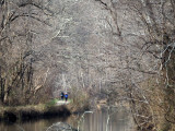 Through the tangled branches