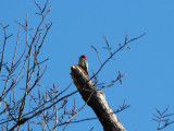 The woodpecker