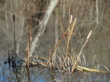 Cattails