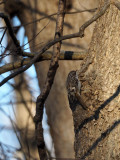 A Brown Creeper, I suspect