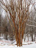 The crape myrtle tree