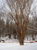 The crape myrtle tree