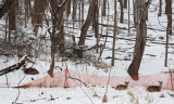 Deer behind our house