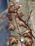 A climber in winter