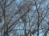 A tangle of branches in the woods