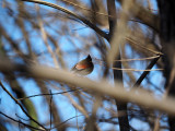 March 7th - Near Whites Ferry - The Cardinal through the branches