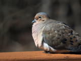 The Mourning Dove on our patio railing