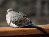 The Mourning Dove on our patio railing