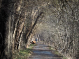 Early morning on the trail near White's Ferry