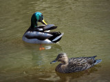 The Mallards