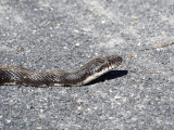 The Black Rat Snake