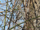 White-throated sparrow