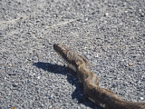 The Black Rat Snake