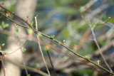 Spring growth