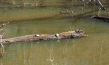 Turtles earlier in the season than expected
