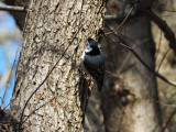 The Nuthatch