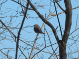 An Eastern Bluebird, I think!