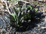 New Spring growth beside the trail