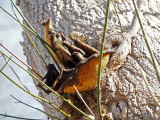 Fungus