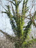 English Ivy covers a tree completely