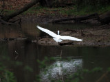 The egret in flight