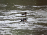 Wood Ducks