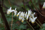 Dutchmans Breeches