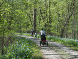Family ride among the bluebells