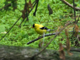 Goldfinch beside the trail