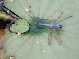 Dragonfly at Mason Creek State Park
