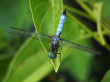 The dragonfly