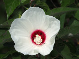 Rose Mallow, I think