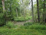 Stream in the Wildlife Management Area