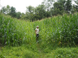 Heading back into the cornfield