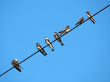 Birds on a wire