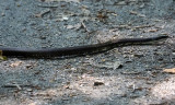 The black rat snake
