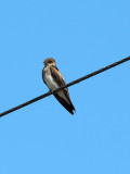 Bird on a wire