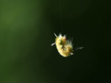 Hanging over the trail