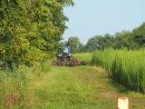 Cutting a path next to the sunflower garden