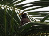 The Mynah