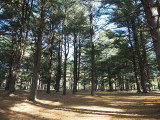 An area of pine in Seneca State Park