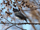 Dark-eyed Junco in the Crepe Myrtle tree