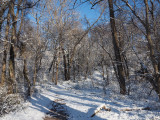 The woods near the pond at Rileys Lock