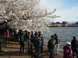 Washington DC during Cherry Blossom Season