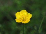 Buttercup