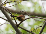 The Wren