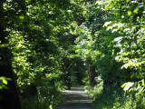 A shady biking path